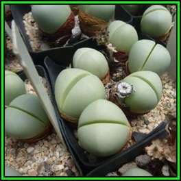 Argyroderma pearsonii forma luckhoffii Seeds - Indigenous Succulent Mesemb - NEW