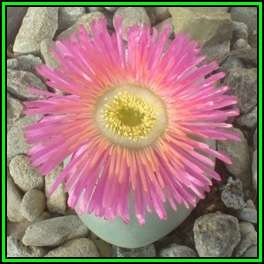 Argyroderma pearsonii forma pearsonii - 10 Seed Pack - Indigenous Succulent Mesemb - NEW
