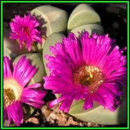 Argyroderma ringens - 10 Seed Pack - Indigenous Succulent Mesemb - Verfied User - NEW