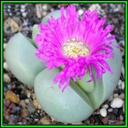 Argyroderma subalbum Seeds - Indigenous Succulent Mesemb - Verfied Seller Global Shipping - NEW