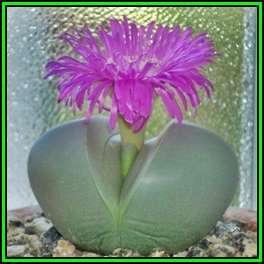 Argyroderma testiculare -10 Seed Pack- Indigenous Succulent Mesemb - Global Shipping - NEW