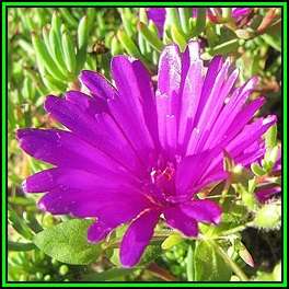 Lampranthus amoenus - 10 Seed Pack - Indigenous Endemic Succulent Mesemb - NEW