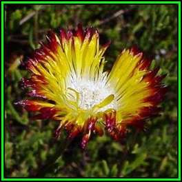 Lampranthus bicolor Seeds - Indigenous Endemic Succulent Mesemb - NEW