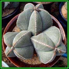 5 Astrophytum myriostigma Seeds - Verified Seller - Exotic Succulent Cactus - NEW