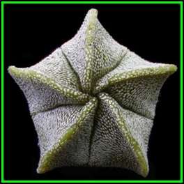 Astrophytum myriostigma Seeds - Verified Seller - Exotic Succulent Cactus - NEW