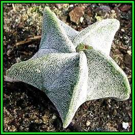 Astrophytum myriostigma - 50 Bulk Seed Pack - Verified Seller - Exotic Succulent Cactus - NEW