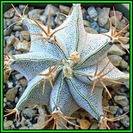 Astrophytum ornatum - 5 Seed Pack - Verified Seller - Exotic Succulent Cactus - NEW