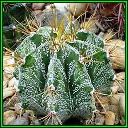 Astrophytum ornatum - 20 Seed Pack - Verified Seller - Exotic Succulent Cactus - NEW