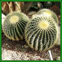 Echinocactus grusonii Seeds - Exotic Succulent Cactus - Combined Shipping - NEW