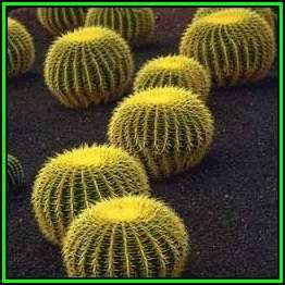 Echinocactus grusonii -20 Seed Pack- Exotic Succulent Cactus - Combined Shipping - NEW