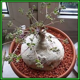Raphionacme procumbens - 10 Seed Pack - Indigenous Caudiciform Succulent - Flat Ship Rate - NEW