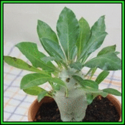 Pachypodium saundersii - Kudu Lily -5 Seed Pack- Indigenous Succulent -Insured Global Shipping, NEW