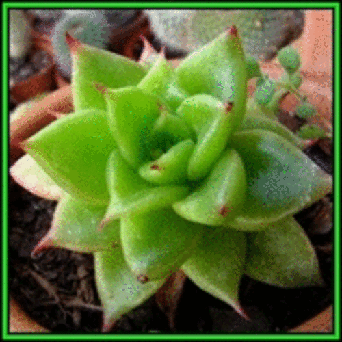Echeveria agavoides Seeds - Exotic Succulent - Verified Seller - Combined Global Shipping - NEW