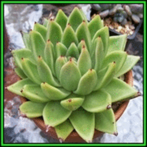 Echeveria agavoides - 10 Seed Pack - Exotic Succulent - Combined Global Shipping - NEW