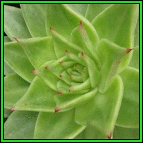 Echeveria agavoides - 100 Bulk Seed Pack - Exotic Succulent - Combined Global Shipping - NEW