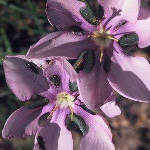 Aristea biflora Seeds - South African Indigenous Perennial Bulb - Flat Ship Rate
