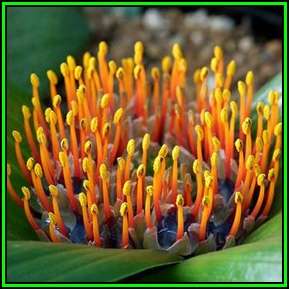 Daubenya zeyheri - 5 Seed Pack - Rare Indigenous Endemic Perennial Bulb Combined Shipping New
