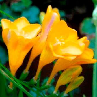Freesia speciosa Seeds - Indigenous South African Native Perennial Bulb - Flat Ship Rate