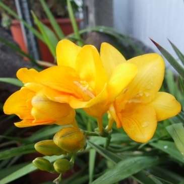 Freesia speciosa Seeds - Indigenous South African Native Perennial Bulb - Flat Ship Rate