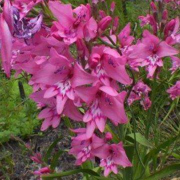 10 Gladiolus phoenix Seeds - Sow Autumn - Indigenous South African Perennial Bulb Seeds