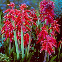 10 Lachenalia bulbifera Seeds - South African Endemic Perennial Bulb - Insured Flat Ship Rate
