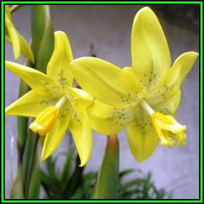 Moraea marlothii Seeds - Indigenous South African Endemic Perennial Bulb - New