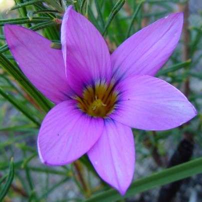 Romulea schlechteri Seeds - Indigenous South African Endemic Perennial Bulb