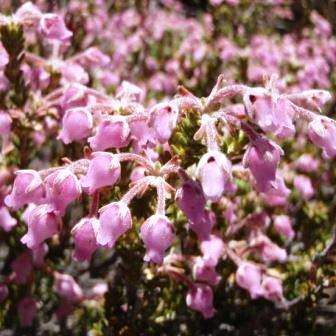 Erica oresigena Seeds - Indigenous South African Shrub Seeds From South Africa