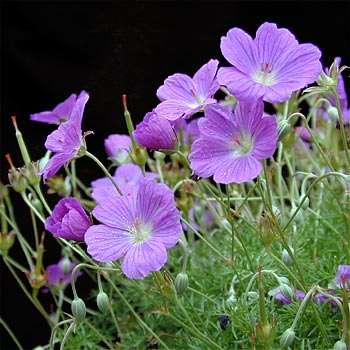 5 Geranium incanum Seeds - Carpet Geranium - Groundcover - Indigenous South African Endemic