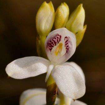 Disa caulescens Seeds - Indigenous South African Orchid Seeds + FREE SEEDS WITH ALL ORDERS