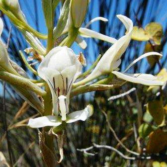 Disa draconis Seeds - Indigenous South African Orchid Seeds + FREE SEEDS WITH ALL ORDERS
