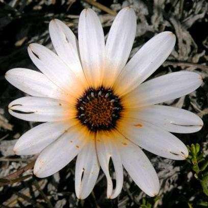 10 Arctotis stoechadifolia Seeds - Groundcover - Indigenous South African Endemic Perennial