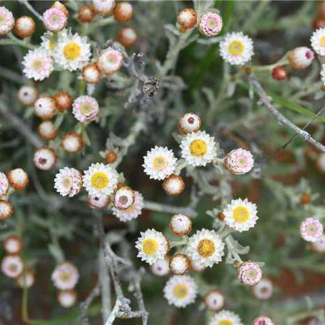 10+ Helichrysum stellatum Seeds - Buy Shrub Seeds Indigenous to South Africa - Endemic - Sow Autumn