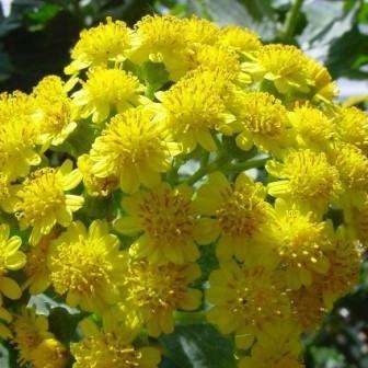 Senecio halimifolius Seeds - Indigenous South African Endemic Flowering Shrub - Flat Ship Rate