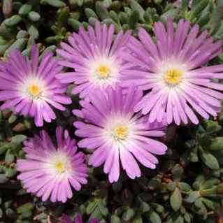 10 Esterhuysenia alpina Seeds - South African Indigenous Endemic Succulent Mesemb Flat Ship Rate