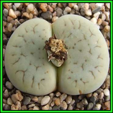 Lithops pseudotruncatella ssp archerae Seeds - Indigenous Endemic Succulent Mesemb