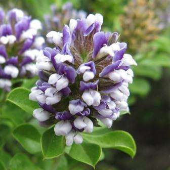 10 Otholobium stachyerum Seeds - Indigenous South African Endemic Flowering Shrub
