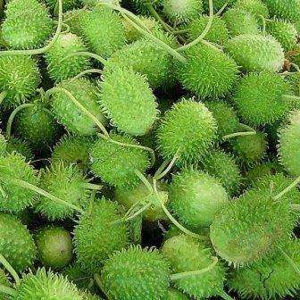 10 Cucumis anguria Seeds - Bur Gherkin Seeds - Indigenous