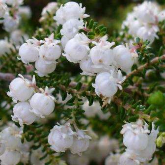 10 Erica formosa Seeds - Indigenous South African Endemic Shrub Seeds + GET FREE SEEDS