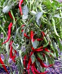 15 Capsicum Long Red Cayenne Seeds ~ Very Hot Chilli Seeds - Vegetables - Chili