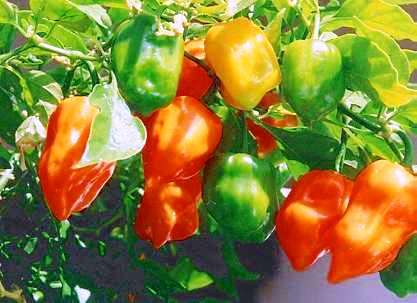 Capsicum Habanero Seeds ~ Extremely Hot Chilli Seeds - Vegetables - Chili