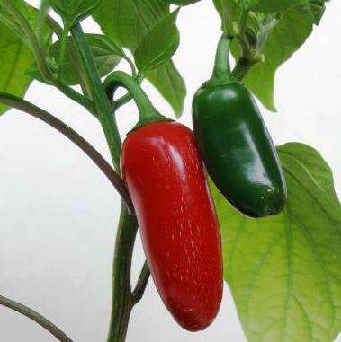 Capsicum Jalapeno Seeds ~ Hot Chilli Seeds - Vegetables - Chili