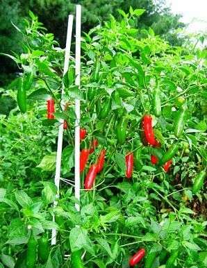 20 Capsicum Serrano Chilli Seeds - Hot Chilli Seeds - Vegetables - Chili
