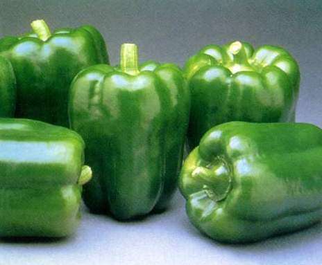 40 Capsicum California Wonder Seeds ~ Sweet Bell Green Pepper Seeds - Vegetables