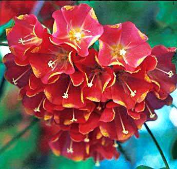 Dombeya cacuminum Tree Seeds