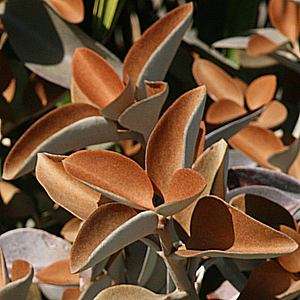 Kalanchoe orgyalis Seeds - Sow Spring - Madagascar Native Succulent Plant Seeds