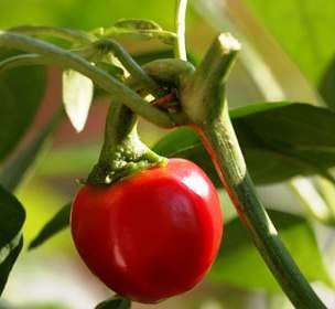 20 Capsicum Baby Pepper Seeds ~ Cherry Type Hot Pepper Seeds - Vegetables - Chili