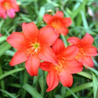 Cyrtanthus sanguineus Seeds ~ Fire Lily ~ Indigenous Bulbs Seeds