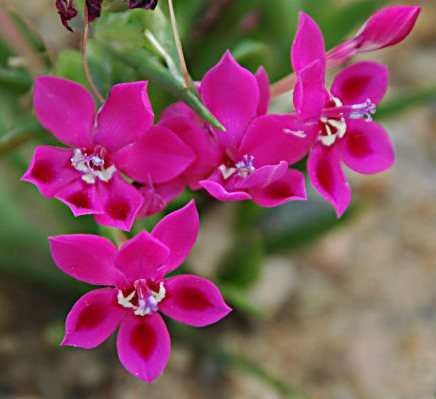 Lapeirousia silenoides Seeds - Indigenous Bulbs Seeds
