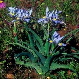 Moraea ciliata Seeds - Indigenous Bulbs Seeds